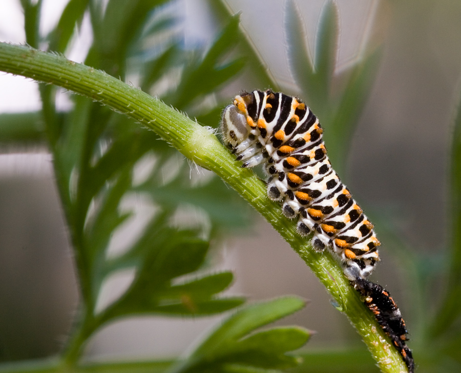 Papilio machaon (3. Raupenphase)