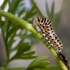 Papilio machaon (3. Raupenphase)