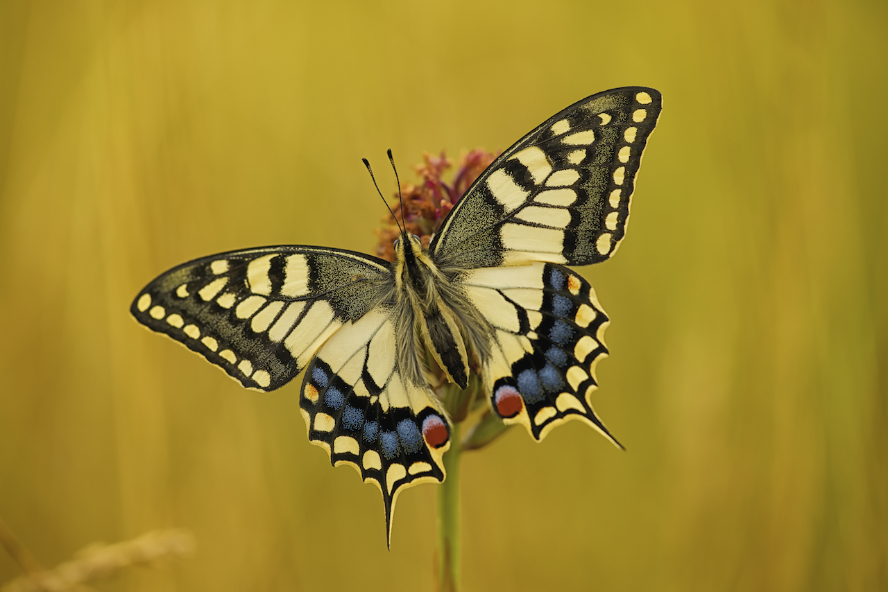 Papilio Machaon