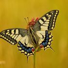 Papilio Machaon