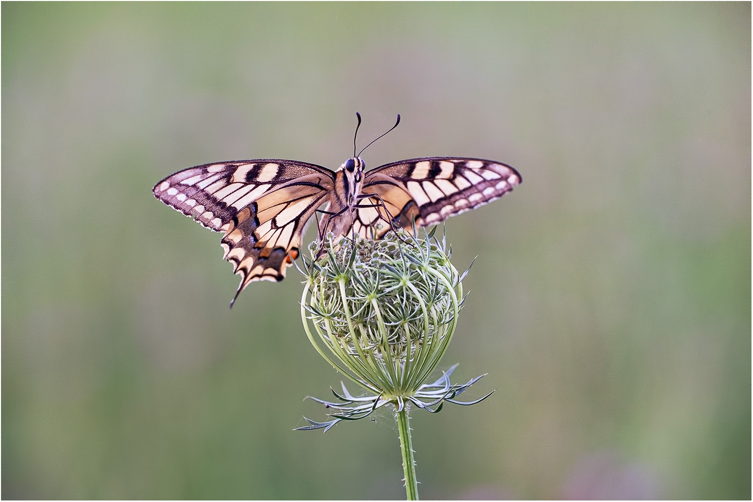 Papilio machaon ....