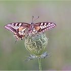 Papilio machaon ....