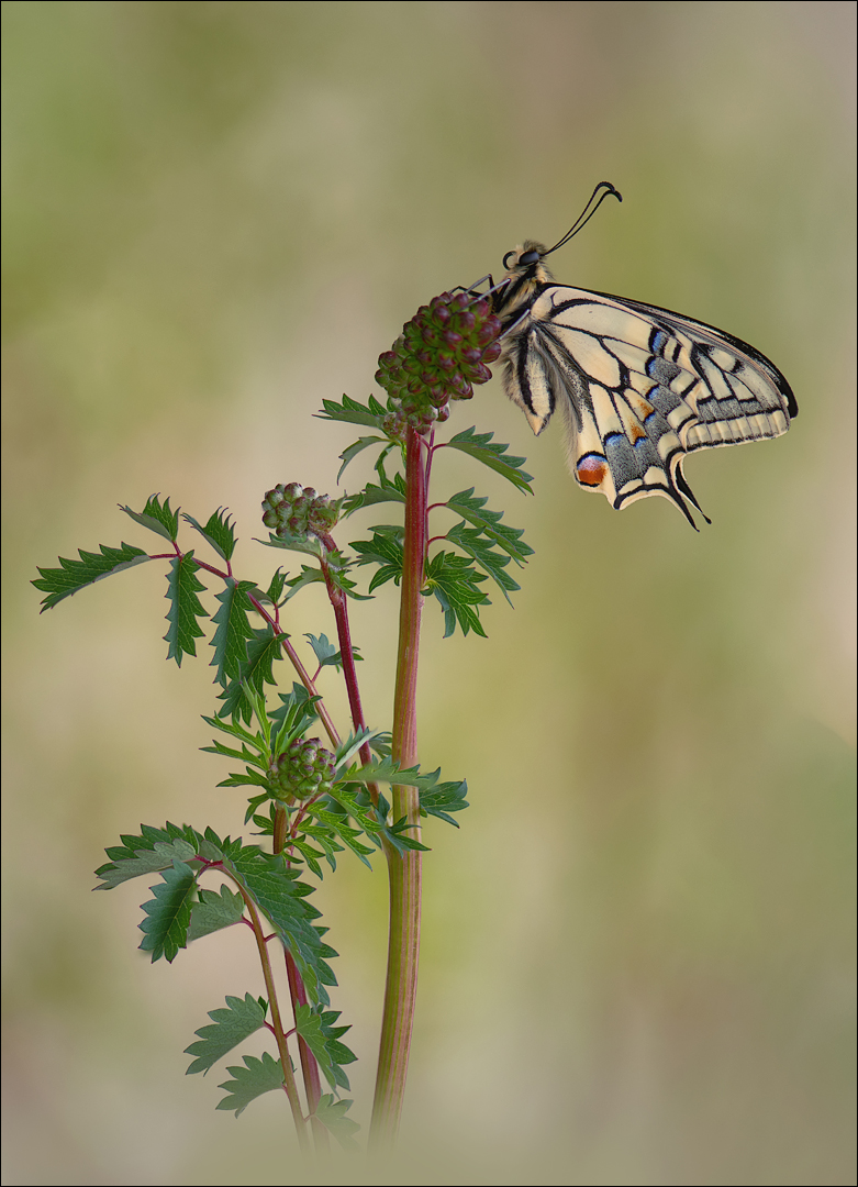 Papilio machaon