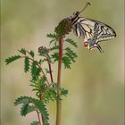 Papilio machaon