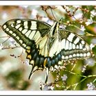 PAPILIO MACHAON 