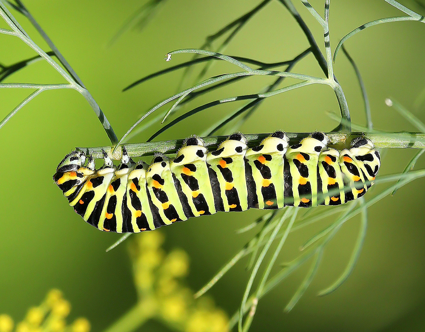 Papilio machaon