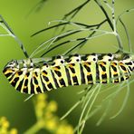 Papilio machaon