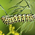 Papilio machaon