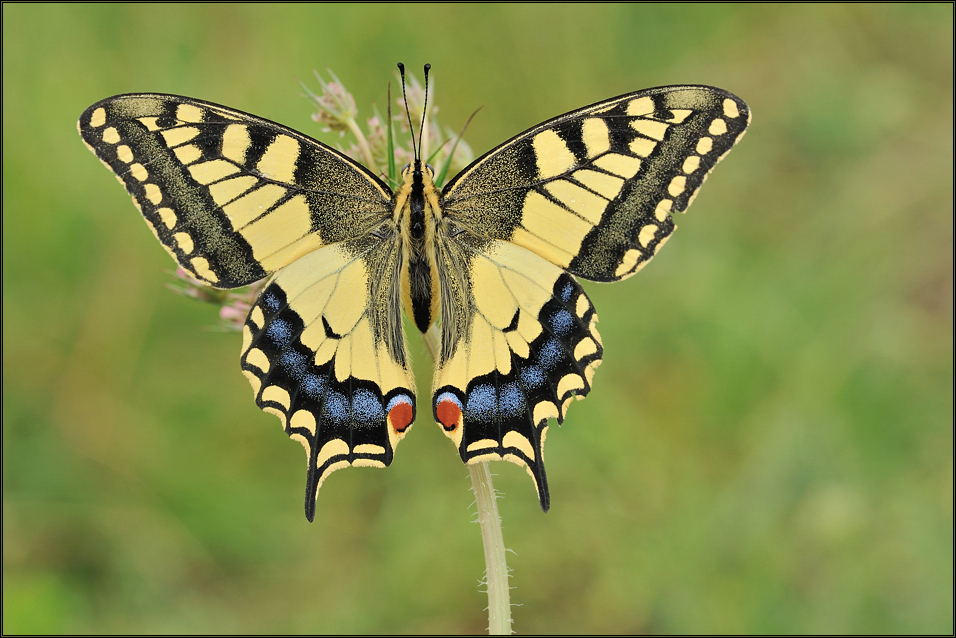 *papilio machaon*