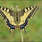 *papilio machaon*