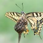 Papilio machaon