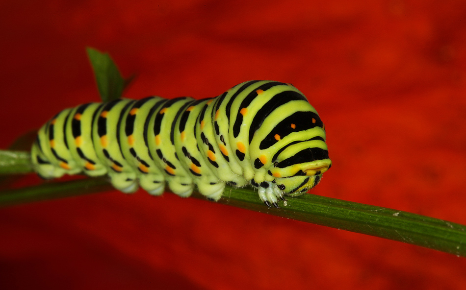 Papilio machaon