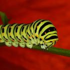 Papilio machaon