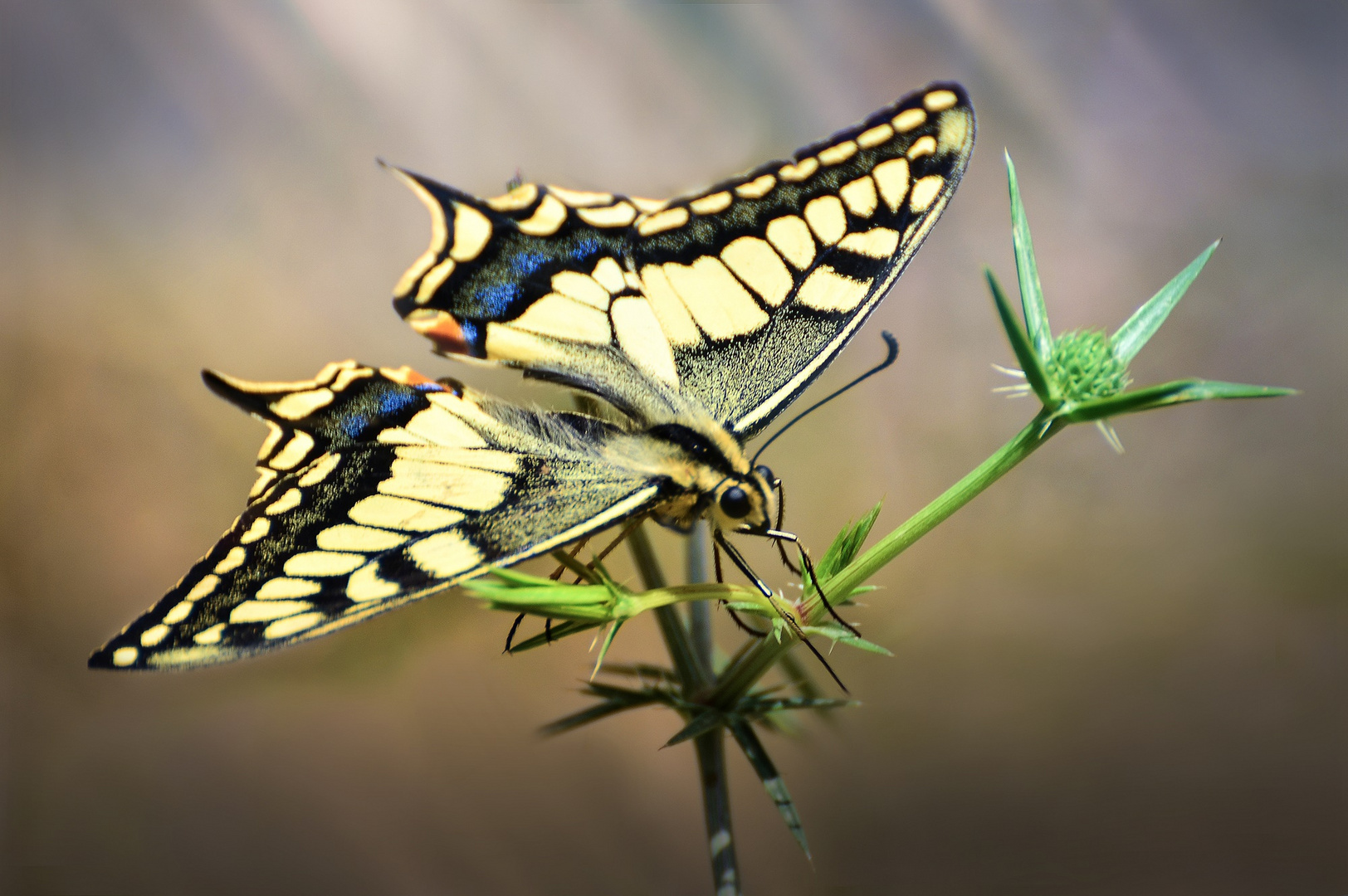 Papilio Machaon