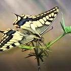 Papilio Machaon