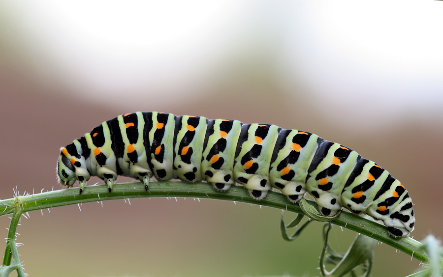 Papilio Machaon 4. Raupenstadium