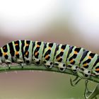 Papilio Machaon 4. Raupenstadium