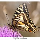 Papilio Machaon