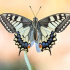  Papilio machaon