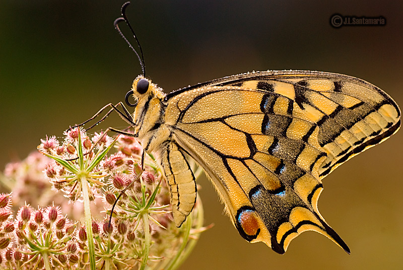 Papilio Machaon