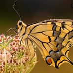 Papilio Machaon