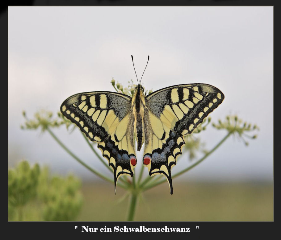 (Papilio machaon)