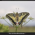 (Papilio machaon)