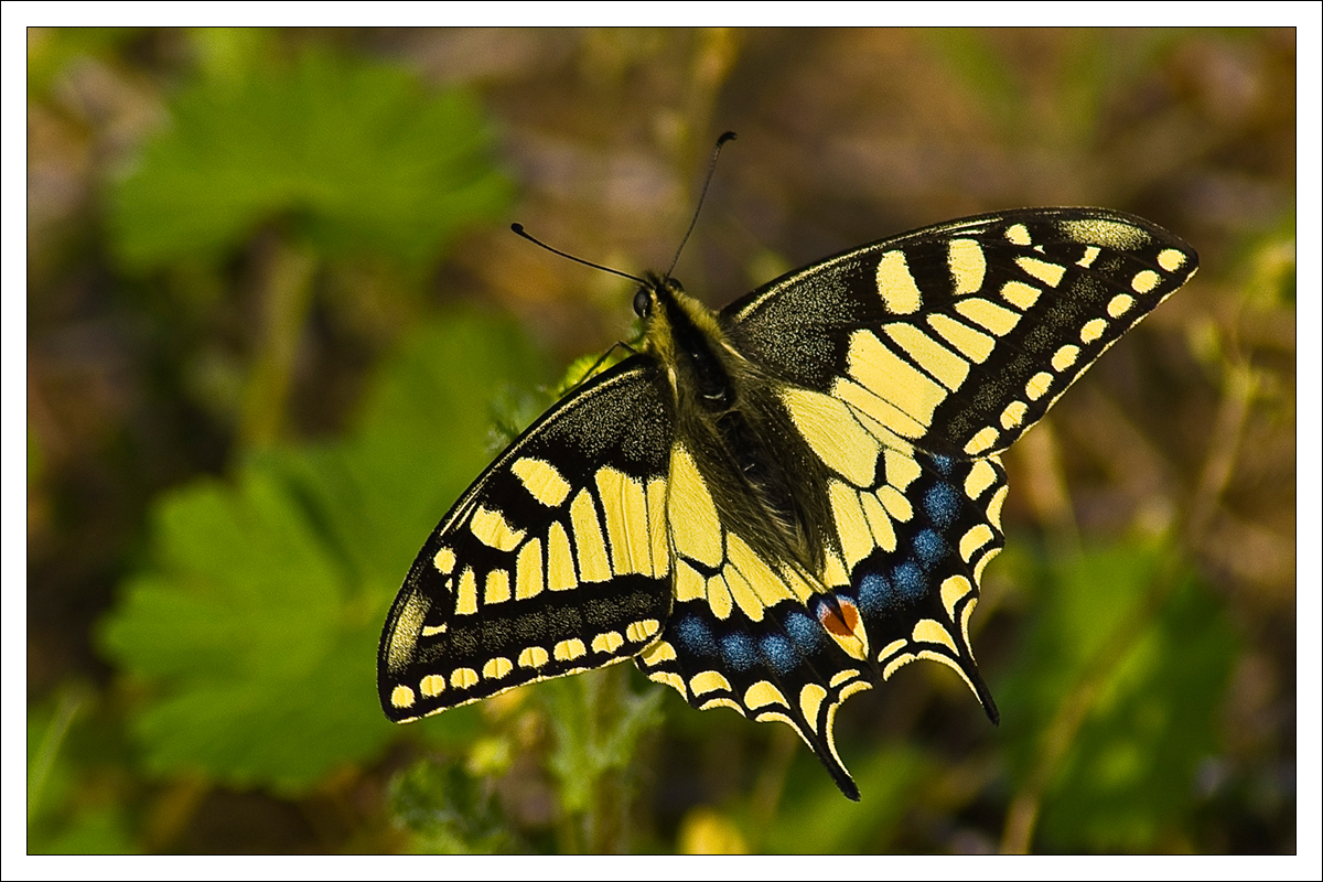 Papilio machaon