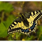 Papilio machaon