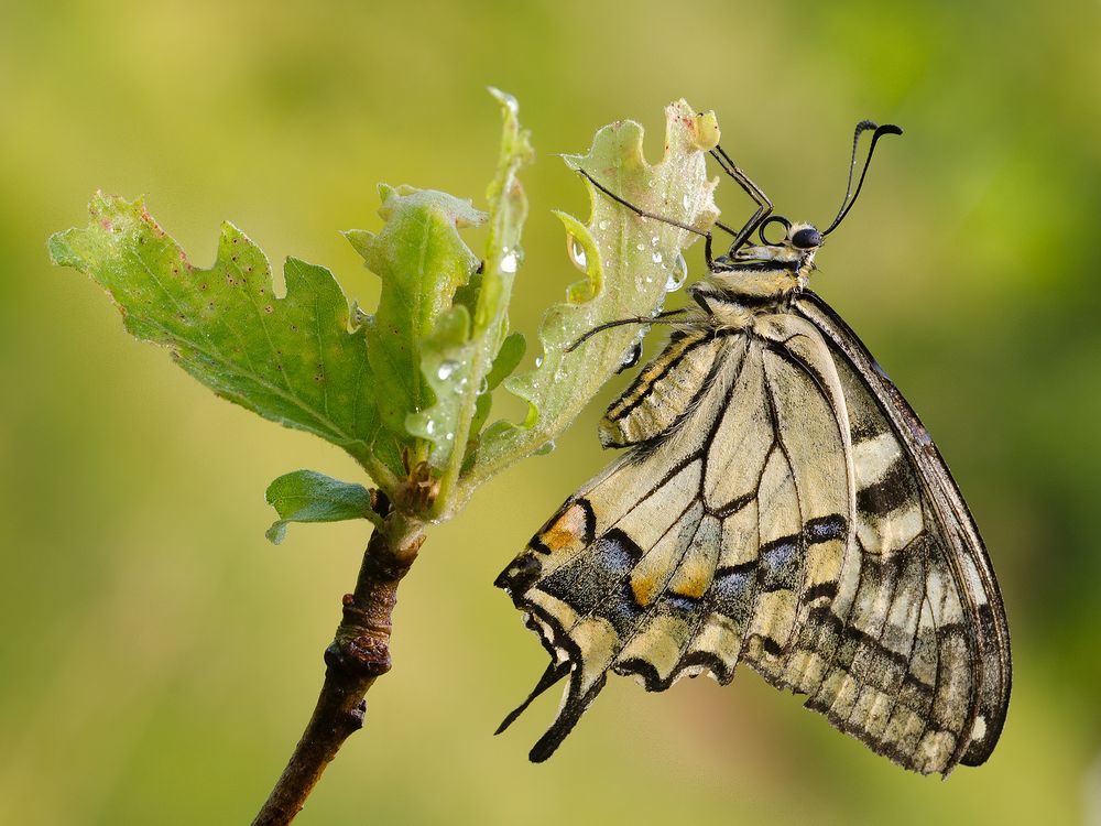 Papilio machaon