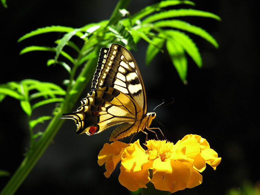 Papilio machaon