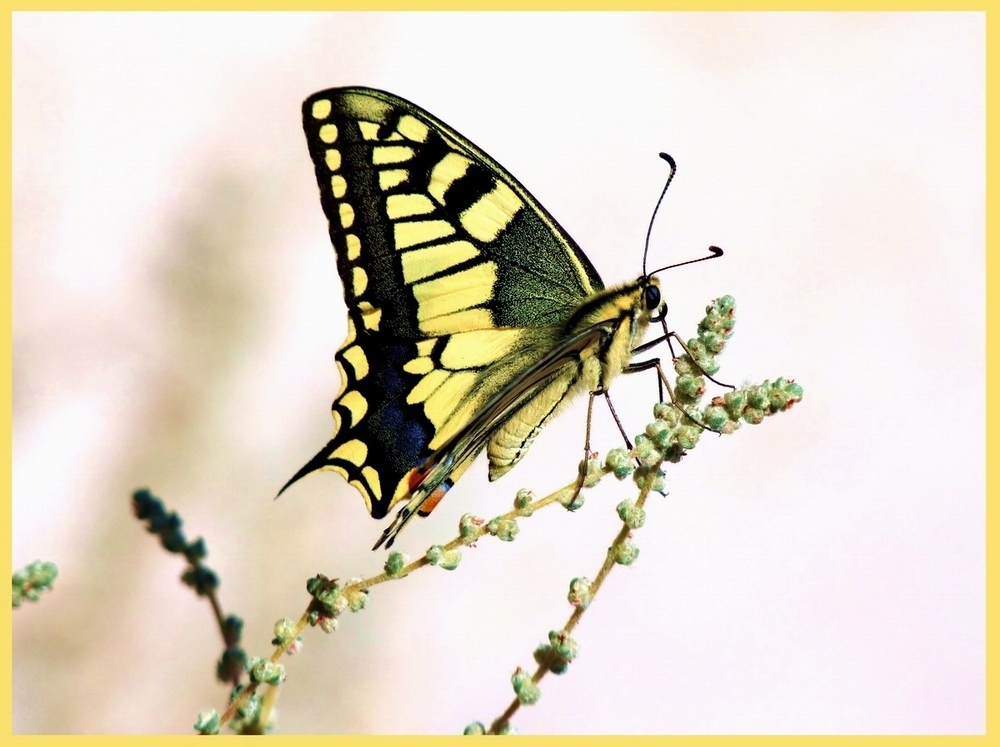 papilio machaon