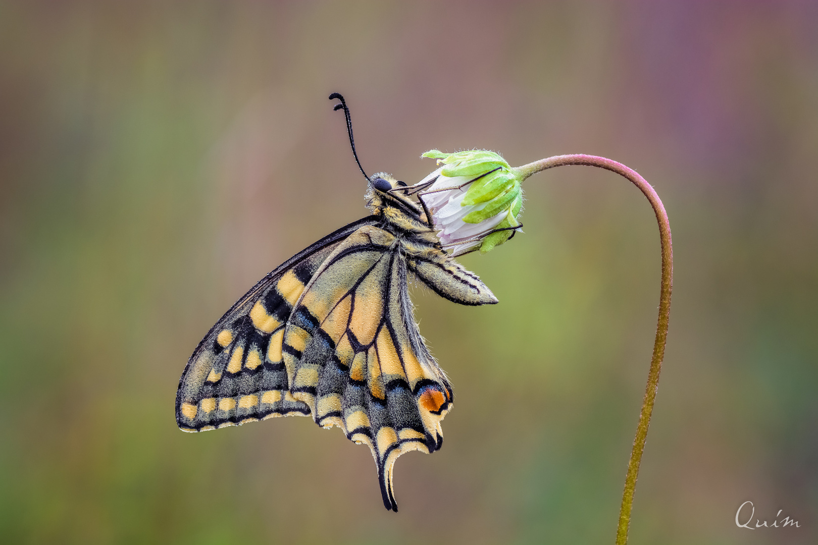  Papilio machaon