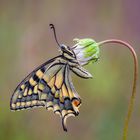  Papilio machaon