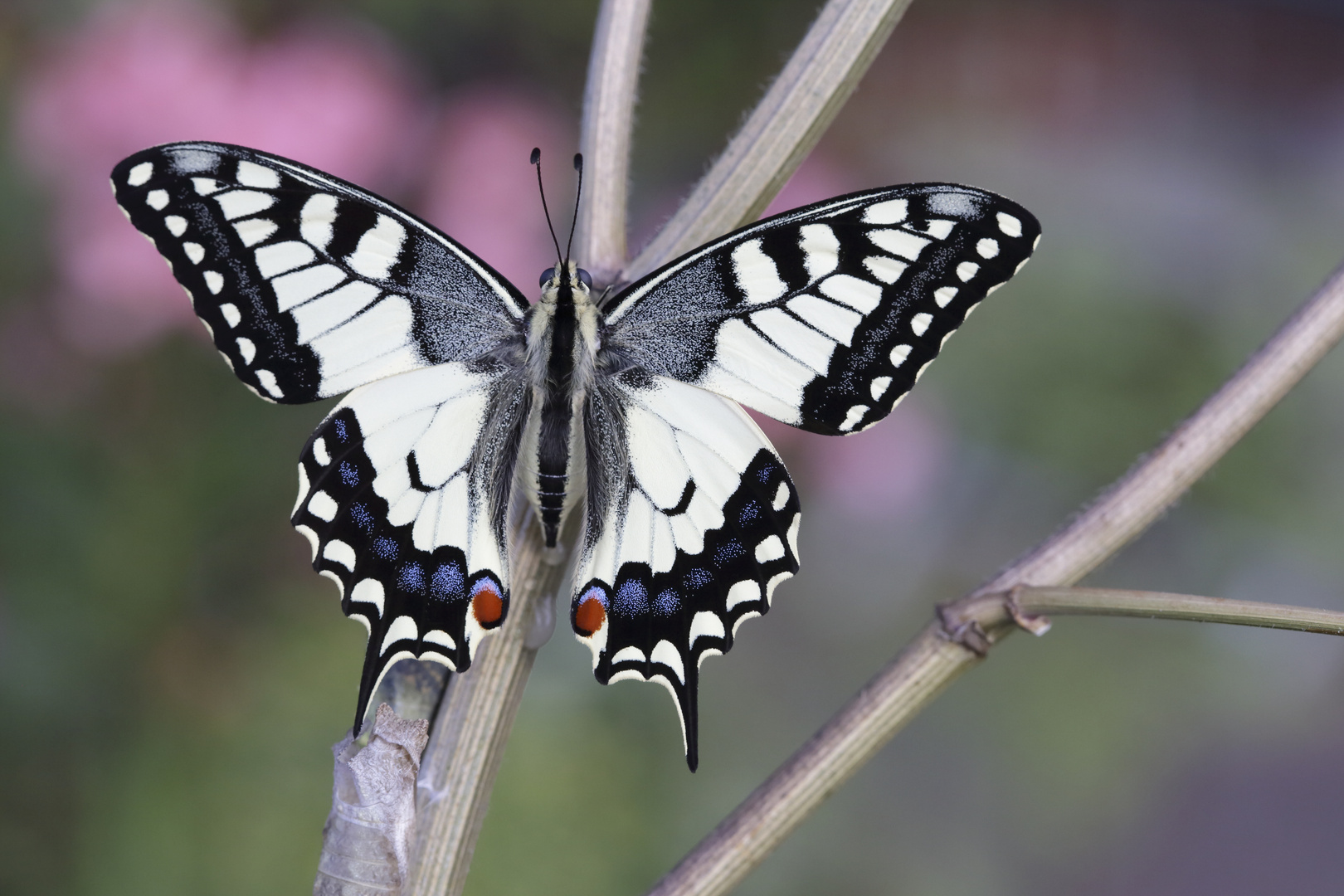 Papilio machaon 