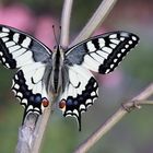 Papilio machaon 