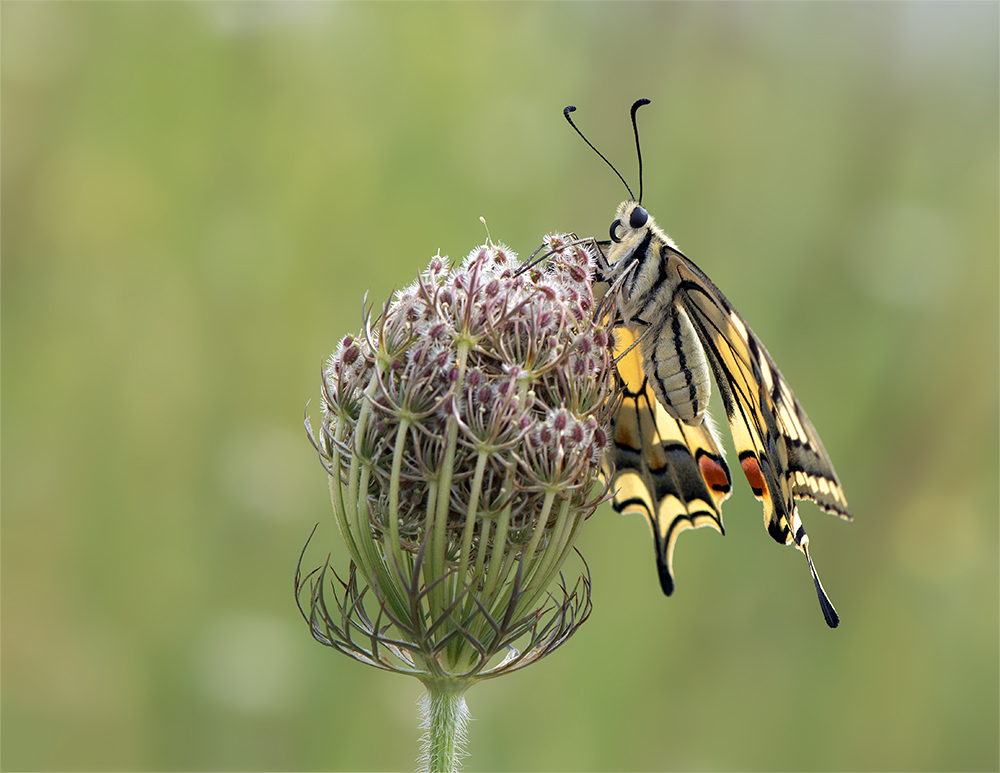 Papilio machaon