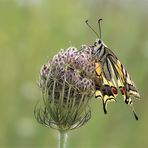 Papilio machaon