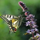 Papilio machaon