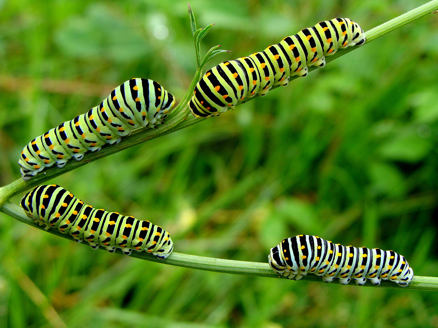 Papilio machaon