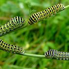 Papilio machaon