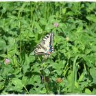 Papilio machaon