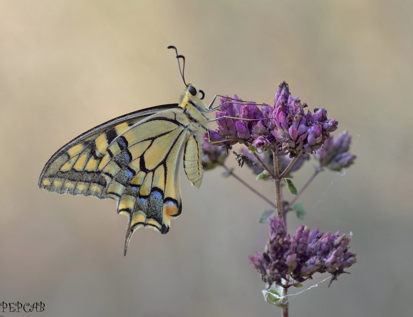 Papilio machaon