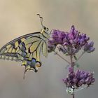 Papilio machaon