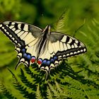 Papilio machaon