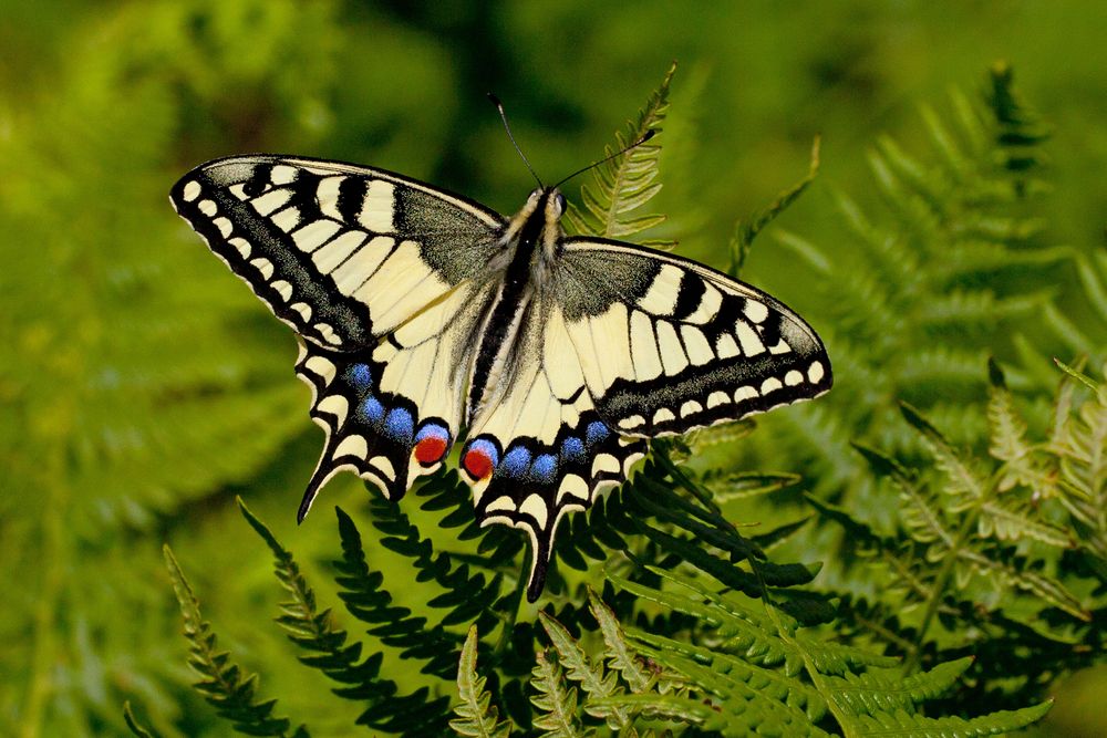 Papilio machaon