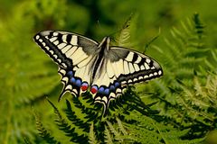 Papilio machaon