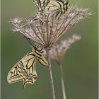 Papilio machaon