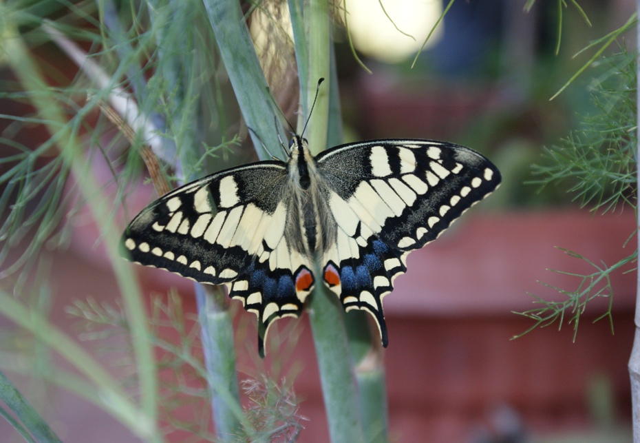 Papilio Machaon