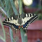 Papilio Machaon